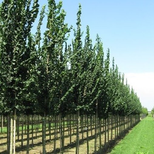 Ulmus 'Columella'